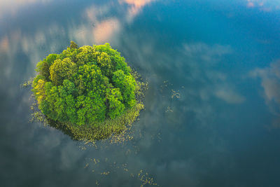 High angle view of plant growing in lake against sky