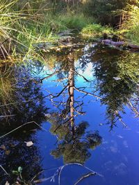 Reflection of trees in lake
