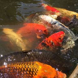 Close-up of fish in water