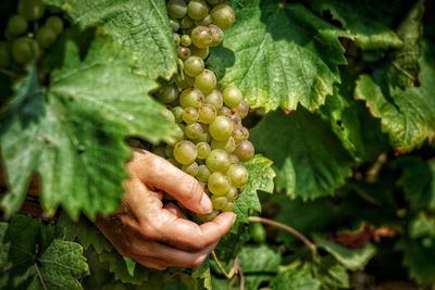 Close-up of hand picking green grapes