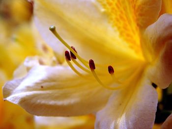 Close-up of bee pollinating on yellow flower