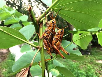 Side view of insects mating