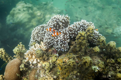 Coral reef on andaman islands