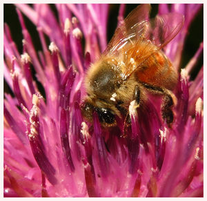 Close-up of insect on pink flower