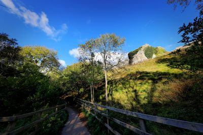 Road amidst trees and plants against sky