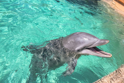 Close-up of dolphin swimming in sea