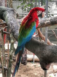 Close-up of parrot perching on tree