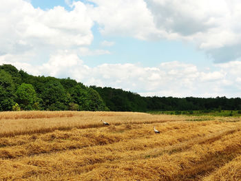 Beautiful summer landscape. harvesting outdoors. wheat field in the countryside