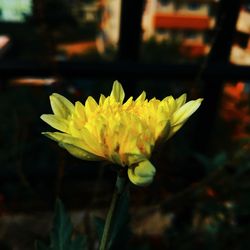Close-up of yellow flowering plant