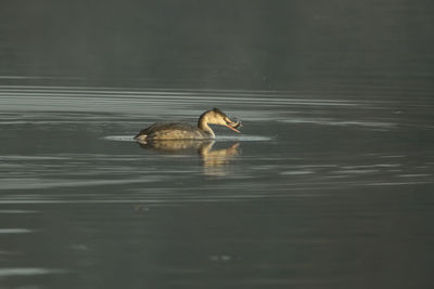 Side view of a duck swimming in lake