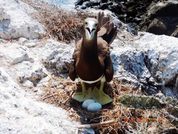 High angle view of woman sitting on rock