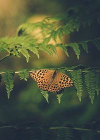 Close-up of butterfly on plant