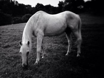 Horse grazing on grassy field