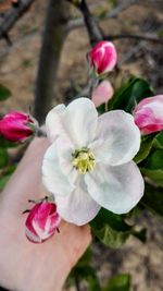 Close-up of pink cherry blossom