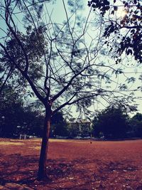 Trees on landscape against sky