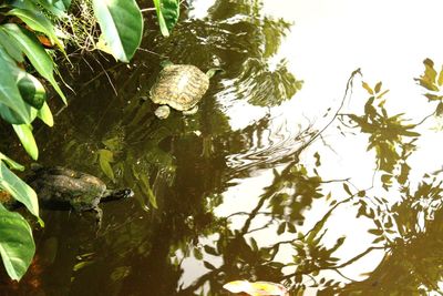 Low angle view of a tree in lake