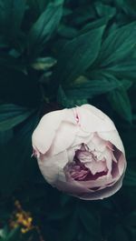 Close-up of pink rose