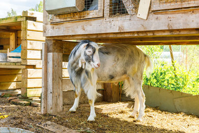 Close-up of a horse