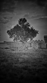 Trees on field against sky