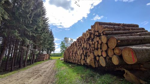 Stack of logs on field in forest against sky