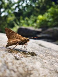 Close-up of butterfly