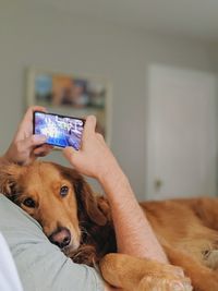 Portrait of dog holding camera at home