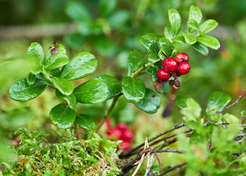 Close-up of red berries growing on plant