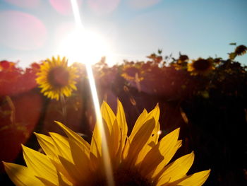 Close-up of yellow flowers blooming during sunny day