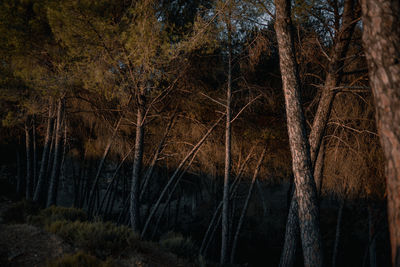 View of trees in forest