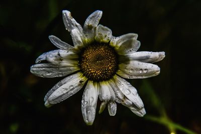 Close-up of wet white flower