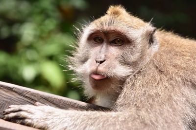 Close-up portrait of monkey on wood