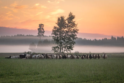 View of sheep on field against sky during sunset