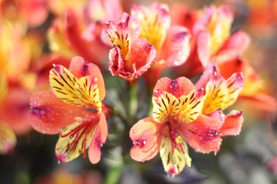 Alstroemeria indian summer