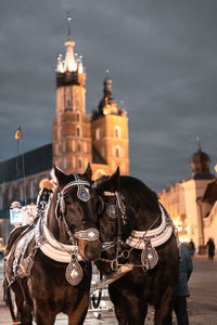 Pair of horse's sharing love in the winter evenings poland.