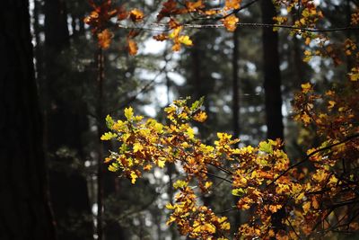 Yellow flowering tree in forest during autumn