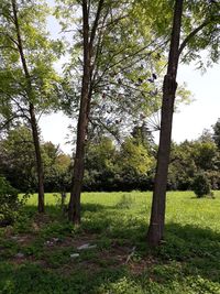 Trees growing in field