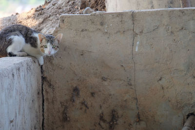 Portrait of a cat on wall