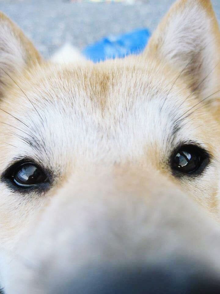 animal themes, one animal, domestic animals, pets, animal head, mammal, animal body part, dog, close-up, animal eye, part of, portrait, snout, animal hair, animal nose, focus on foreground, looking at camera, zoology, vertebrate