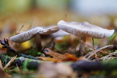 Close-up of mushroom growing outdoors