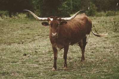 Horse standing in a field