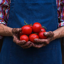 Senior man, farmer, worker holding in hands harvest of organic fresh tomato. bio cultures