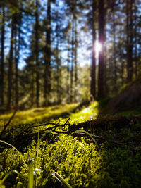 Plants and trees in forest