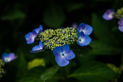 Close-up of purple hydrangea blooming outdoors