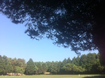 Scenic view of trees against sky