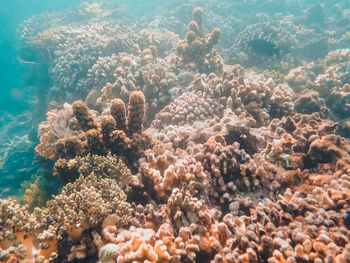 Close-up of coral in sea