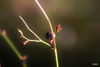 focus on foreground