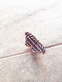 High angle view of butterfly on leaf