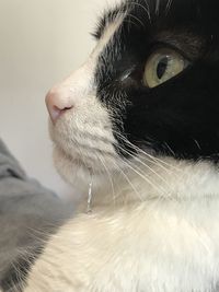 Close-up of cat looking away