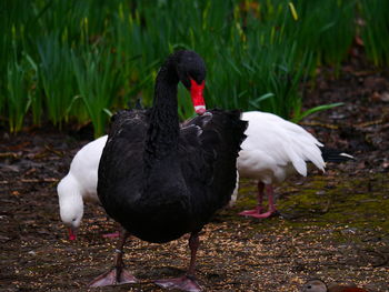 Close-up of black swan