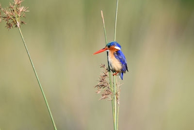 Close-up of bird perching on plant